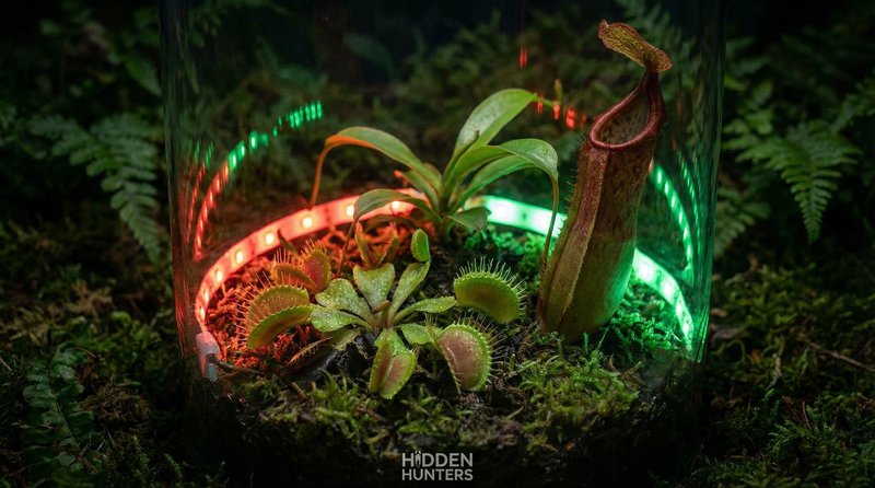 福利导航植物视频-食虫植物微距视频拍摄